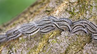 Lasy Państwowe ostrzegają przed "nocnym motylem". Może się skończyć nawet w szpitalu