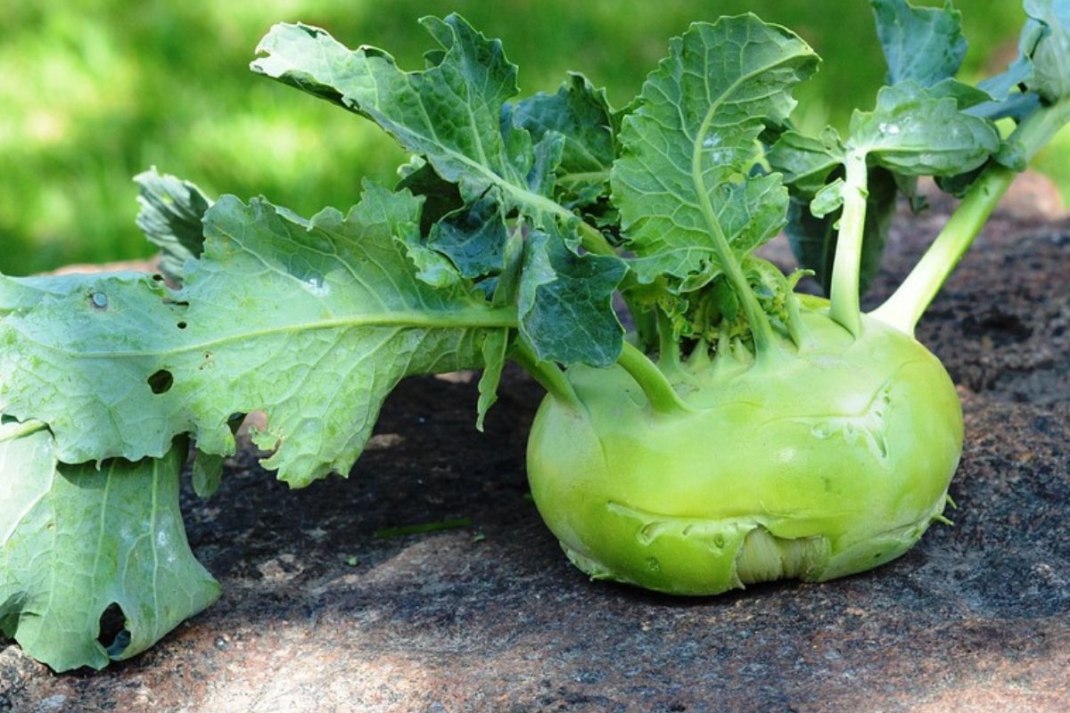 Kohlrabi leaves are also edible.