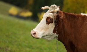 Rolnicy nie sprzedają bydła. Oto dlaczego