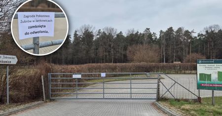 Zdjęcie z Pokazowej Zagrody Żubrów. Turyści załamani