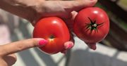 Widzisz takiego pomidora w sklepie? Lepiej omijaj szerokim łukiem