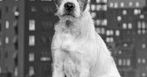 ''Artysta'' w kinach, Uggie do Oscara?