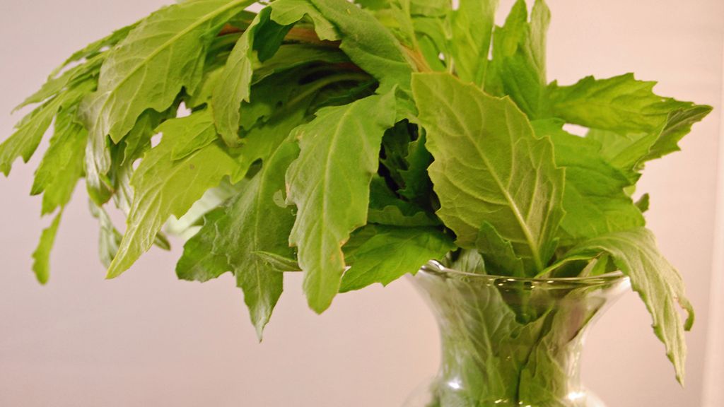 Surowa komosa piżmowa