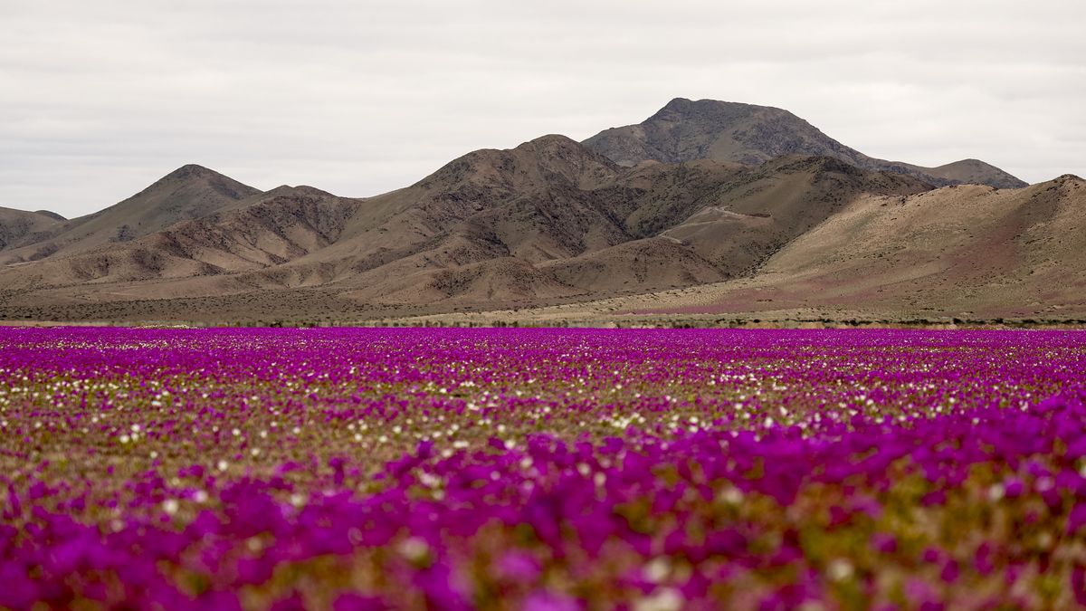 Kwiaty na Pustyni Atacama