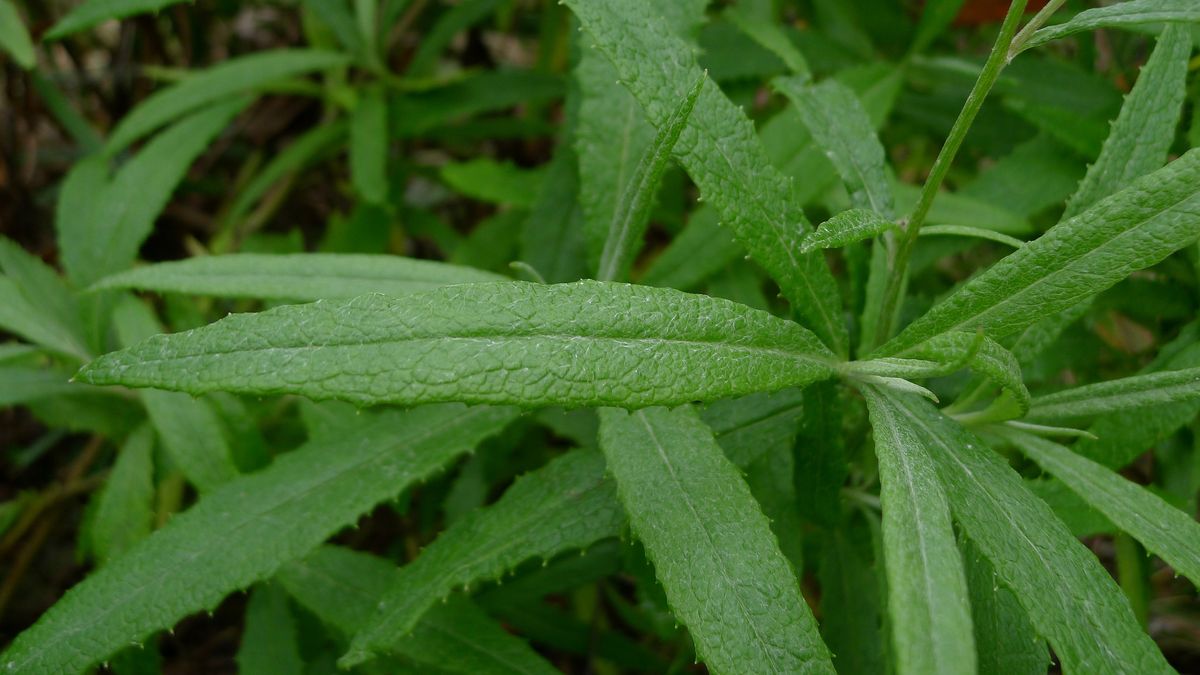 Surowe liście wierzbówki kiprzycy