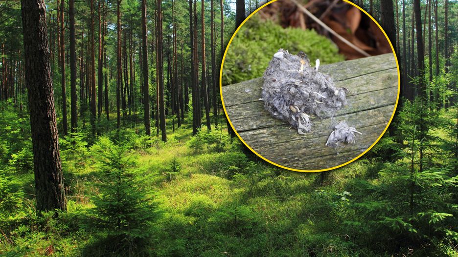 Park narodowy pokazał wypluwki sowy 