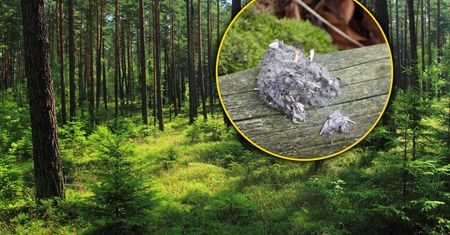Park narodowy pokazał zdjęcie. Widzieliście kiedyś coś takiego w lesie?
