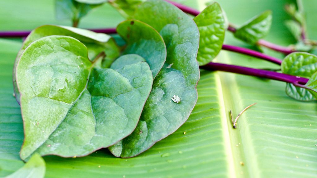 Gotowany miłowój biały