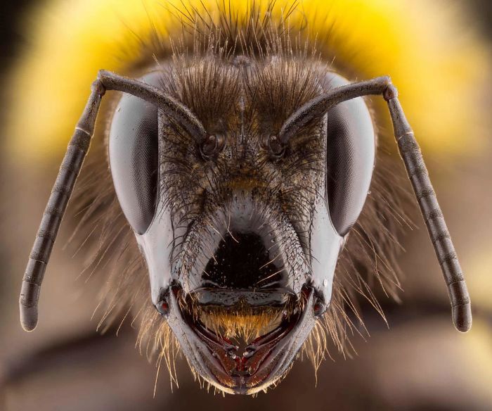 10 lat konkursu British Wildlife Photography Awads. Oto najlepsze zdjęcia 9