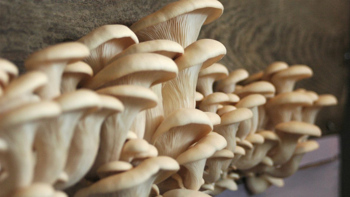 Boczniak – wartości odżywcze, właściwości lecznicze, kaloryczność, przepisy