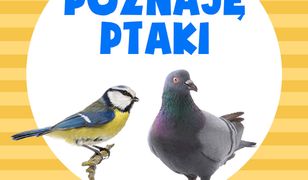 Poznaję ptaki
