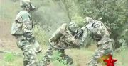 Jak chińska armia walczy z zabójczymi osami? [wideo]