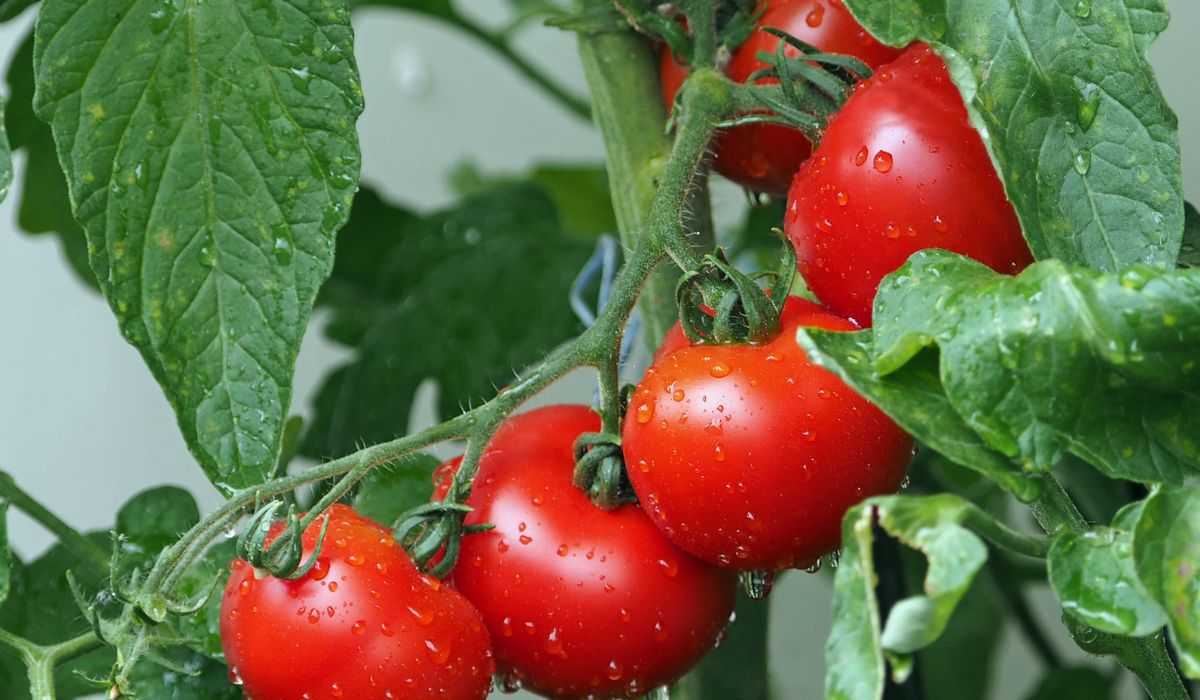 Pomidory na krzaku - Pyszności; Foto Canva.com