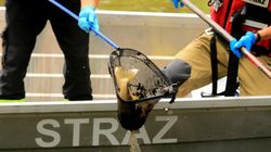 Gnijące ryby stanowią zagrożenie epidemiologiczne. "Już mamy efekt domina"