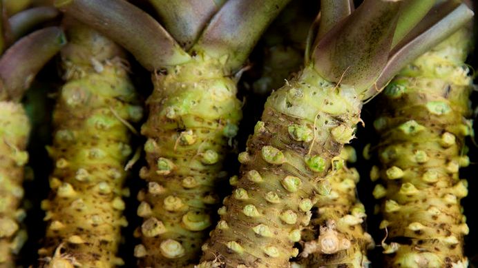 Surowy korzeń wasabi