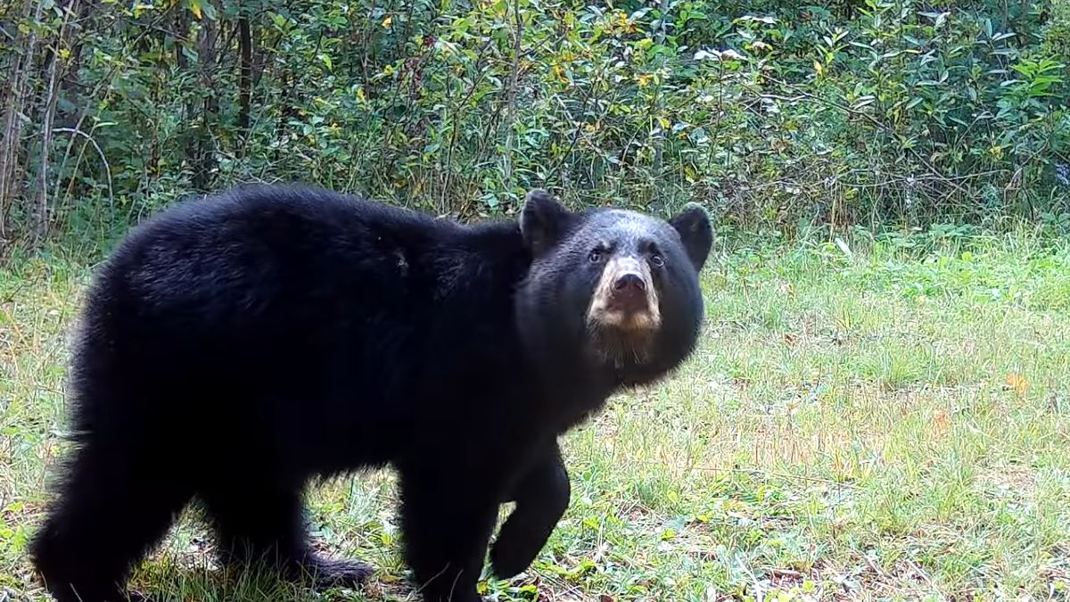 Niedźwiadek "wyregulował" kamerę