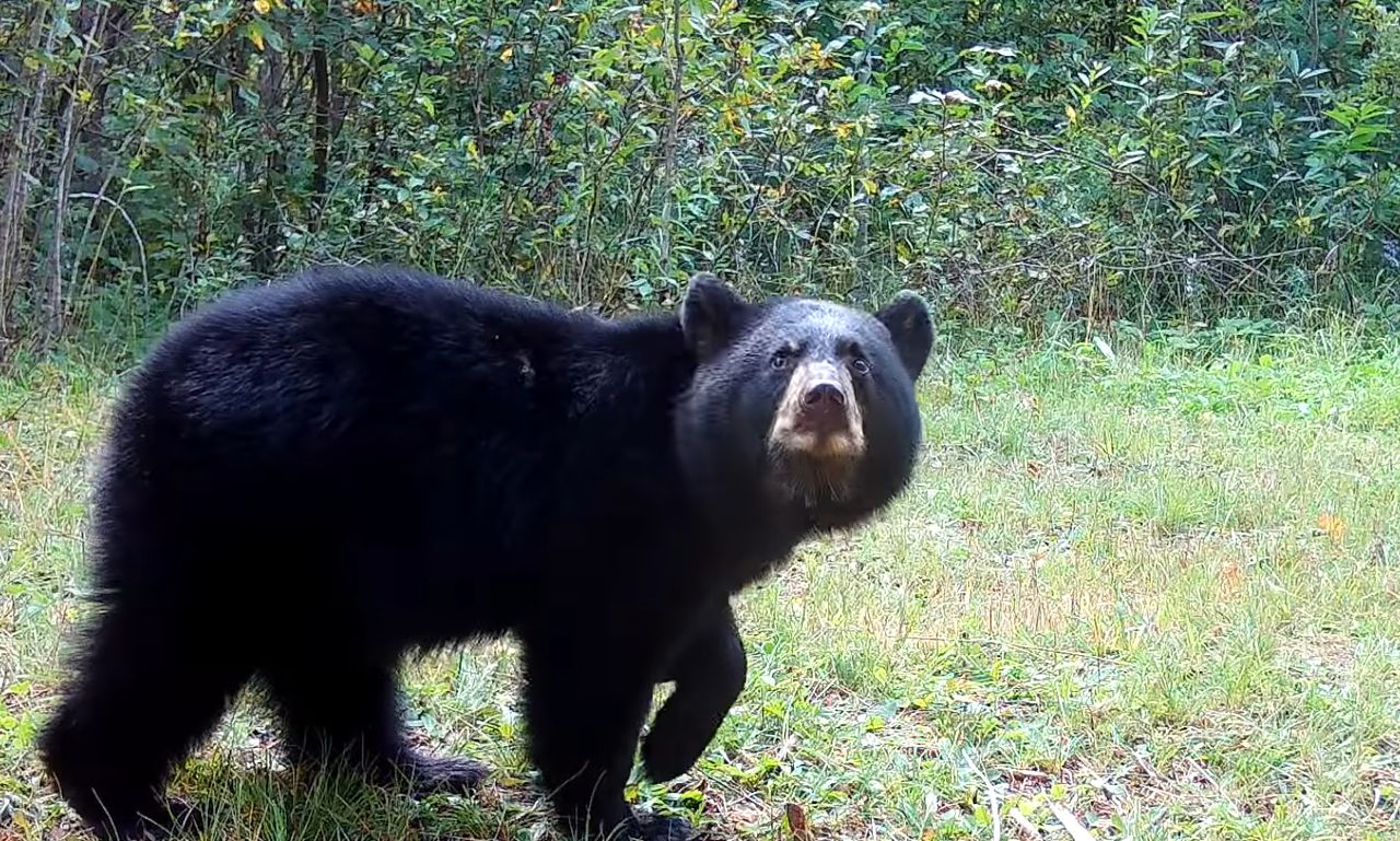 Niedźwiadek "wyregulował" kamerę