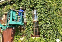 Wrocław. Fryzjerzy Hali Stulecia. Ostatni czas zielonego winobluszczu