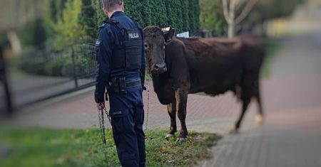 Policjanci zobaczyli na drodze krowę. Musieli interweniować