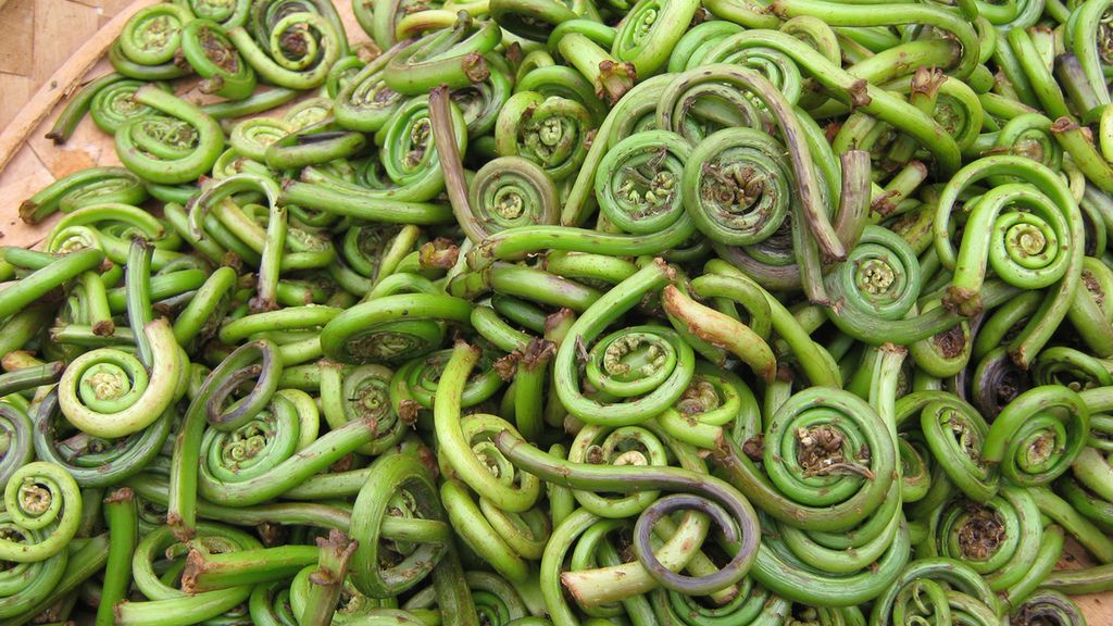 Surowy pastorał paproci