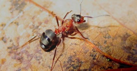 Robotyka może inspirować się mrówkami