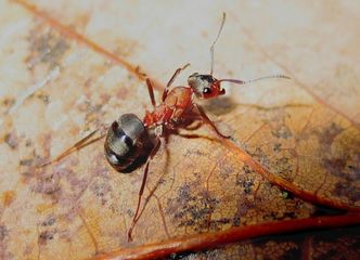 Robotyka może inspirować się mrówkami