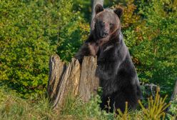 Atak niedźwiedzia na turystę w Tatrach. "Nawet nie wiem, ile razy go uderzyłem"