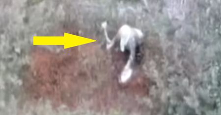 Zgubiła się na grzybach. Tak jej szukali. Jest nagranie