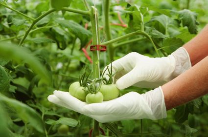 Uprawy GMO w Polsce? Jest ostateczna zgoda państw członkowskich na nowe przepisy