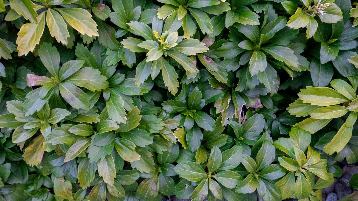 Jak uprawiać runiankę japońską?