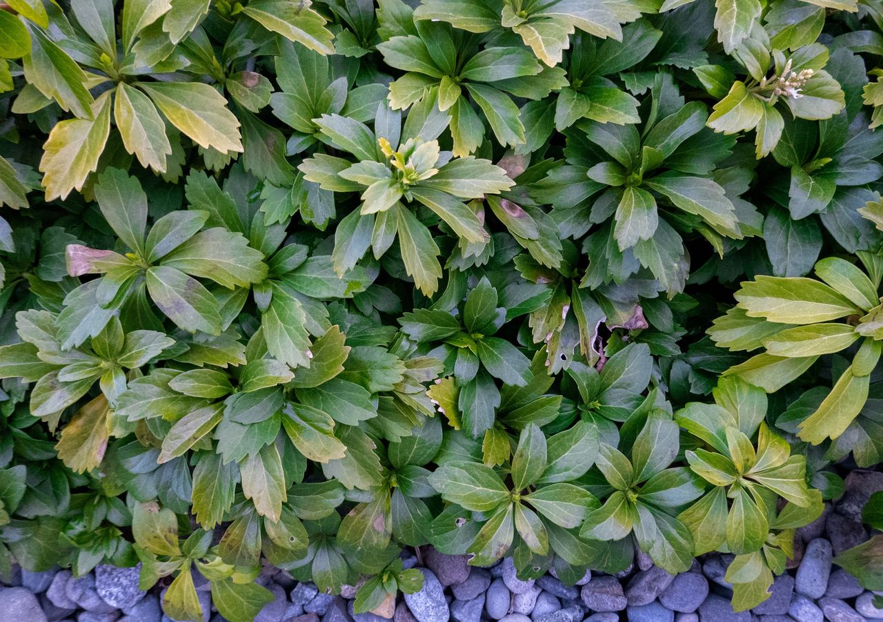 Idealnie zastąpi trawnik. Jest tylko jeden warunek