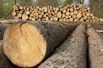 Rozprzedają polskie drewno. Branża grzmi: potrzebny zakaz eksportu
