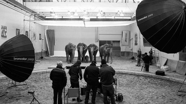 Peter Hebeisen pokazuje, jak sfotografować... słonia 1