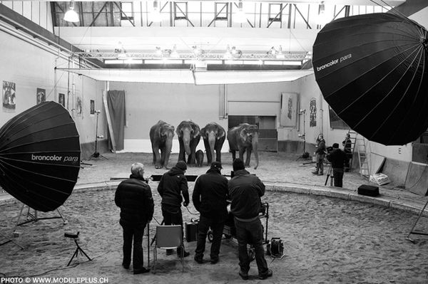 Peter Hebeisen pokazuje, jak sfotografować... słonia