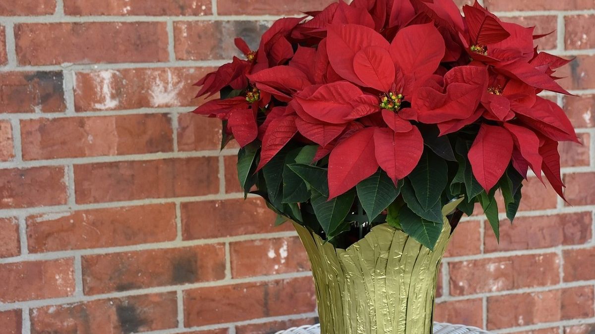 Gwiazda betlejemska potrzebuje specjalnej pielęgnacji.