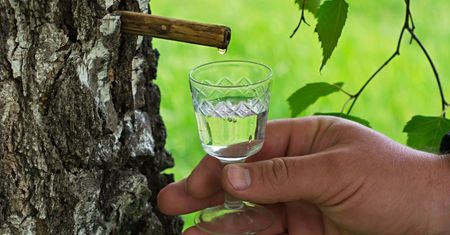 Zamiast do apteki, idź do lasu. Ten naturalny płyn zastępuje drogie suplementy diety i izotoniki