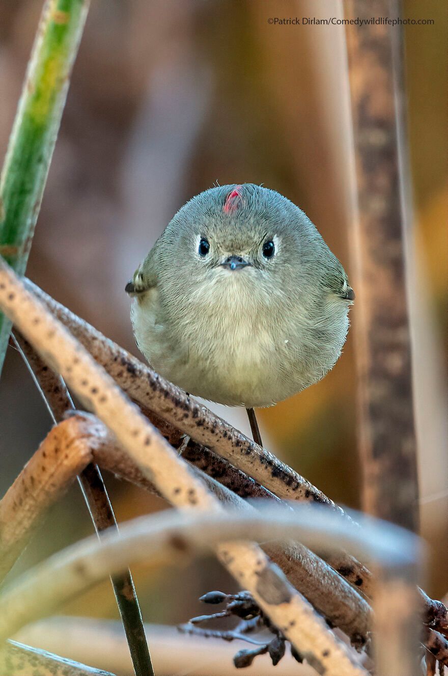 Patrick Dirlam/Comedy Wildlife Photography Awards