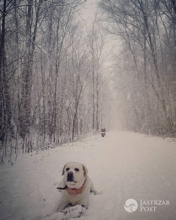 Anna Kalczyńska spaceruje ze swoim labradorem po lesie - Instagram