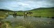 W. Brytania: polo i galop