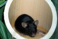 Myszka, która nie ma taty