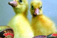 Białe żółtka do białego ciasta