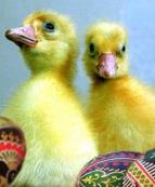 Białe żółtka do białego ciasta