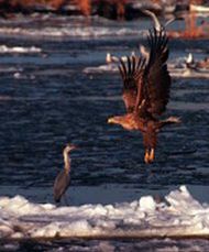 Grand Prix dla polskiego filmu