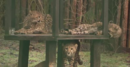 Nadanie imion gepardom z zoo w Gdańsku do wylicytowania na aukcji dla WOŚP