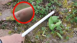 Daje najbardziej bolesne użądlenie. Ma więcej toksyn niż jad osy