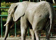 Zmarła najstarsza słonica