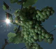 Kłopoty francuskich winiarzy