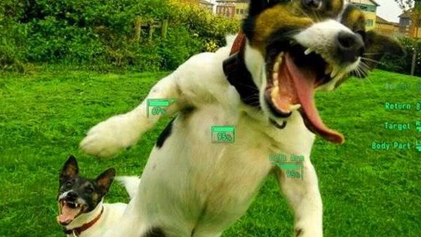 Bez komentarza - piesio na celowniku 1