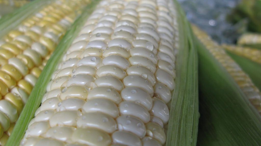Surowa słodka biała kukurydza