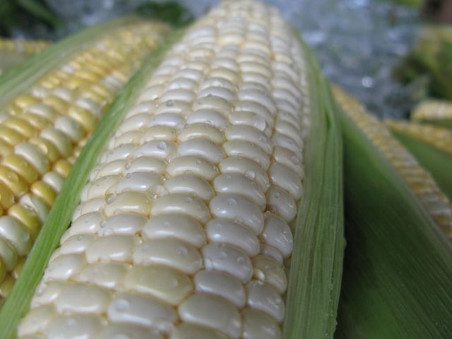 Surowa słodka biała kukurydza